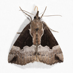 Hypena bijugalis
