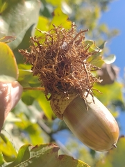 Andricus caputmedusae