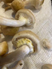 Armillaria