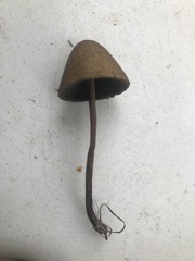 Panaeolus