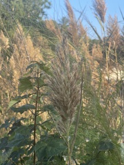 Phragmites
