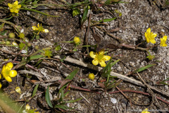 Ranunculus flammula ovalis