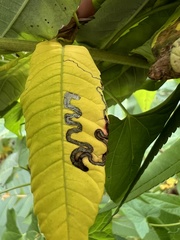 Stigmella intermedia