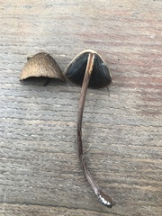 Panaeolus