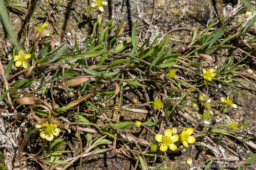 Ranunculus flammula var. ovalis
