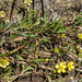 Ranunculus flammula ovalis - Photo (c) Tim Messick, algunos derechos reservados (CC BY-NC), subido por Tim Messick