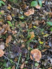 Paralepista flaccida