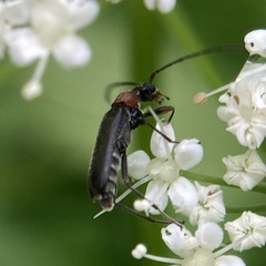 Pidonia ruficollis