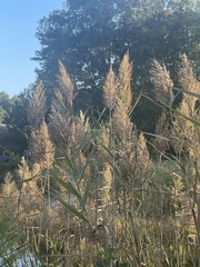 Phragmites