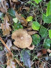 Paralepista flaccida