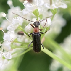 Pidonia ruficollis
