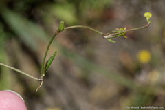 Ranunculus flammula ovalis