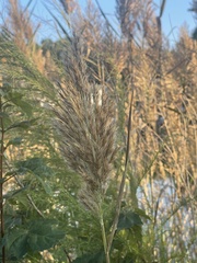 Phragmites