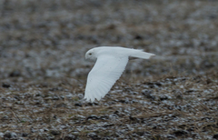 Bubo scandiacus