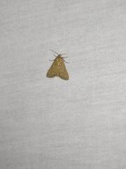 Bostra obsoletalis