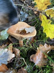 Paralepista flaccida