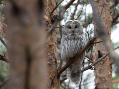 Strix uralensis
