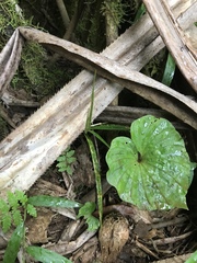 Nervilia concolor