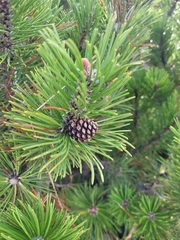 Pinus mugo