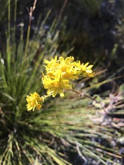 Senecio variifolius