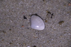Donacidae