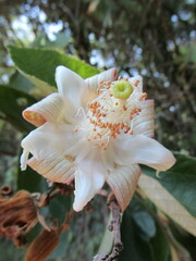 Luehea grandiflora