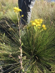 Senecio variifolius