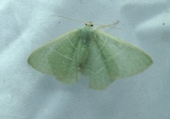 Pelagodes antiquadraria