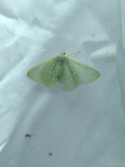 Pelagodes antiquadraria