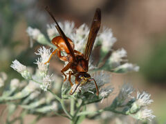 Polistes rubiginosus