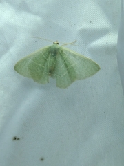 Pelagodes antiquadraria