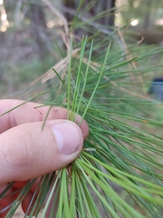 Pinus lambertiana