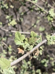 Malacothamnus fasciculatus