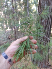 Pinus lambertiana