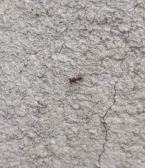 Sphyracephala hearseiana