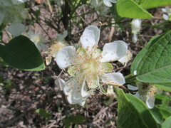 Campomanesia adamantium