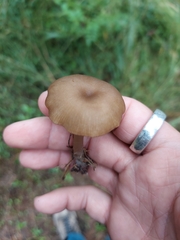 Rhodocybe