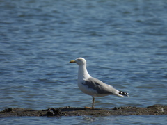 Larus michahellis