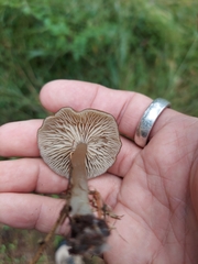 Rhodocybe