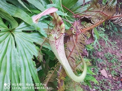 Nepenthes rafflesiana