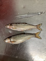 Semotilus corporalis