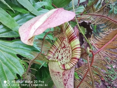 Nepenthes rafflesiana