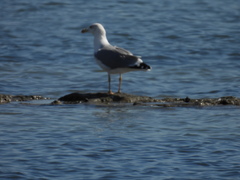 Larus michahellis