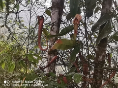 Nepenthes rafflesiana
