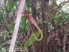 Nepenthes rafflesiana