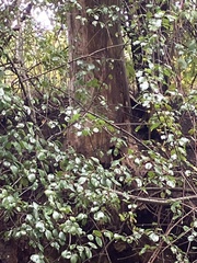Rhamnaceae