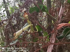 Nepenthes rafflesiana