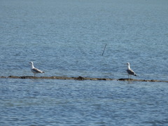 Larus michahellis