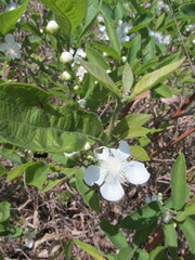 Campomanesia adamantium