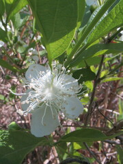 Campomanesia adamantium